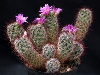 Thumbnail of 1107_Mammillaria sheldonii_20150528_02(1).JPG